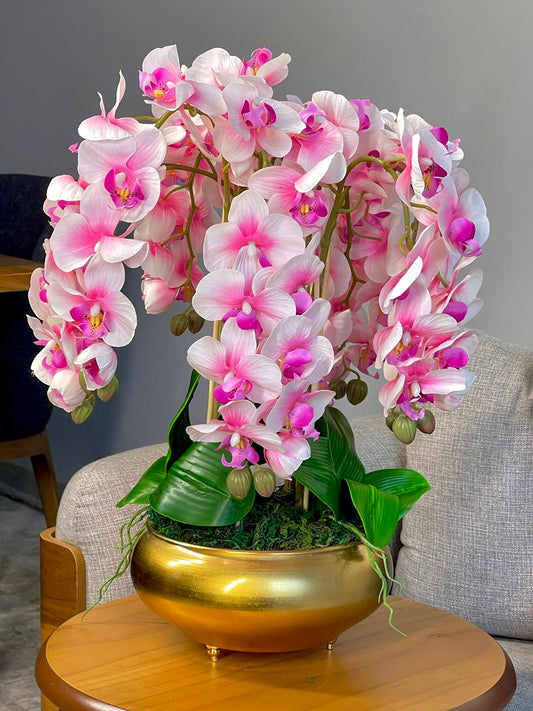 High quality orchid
